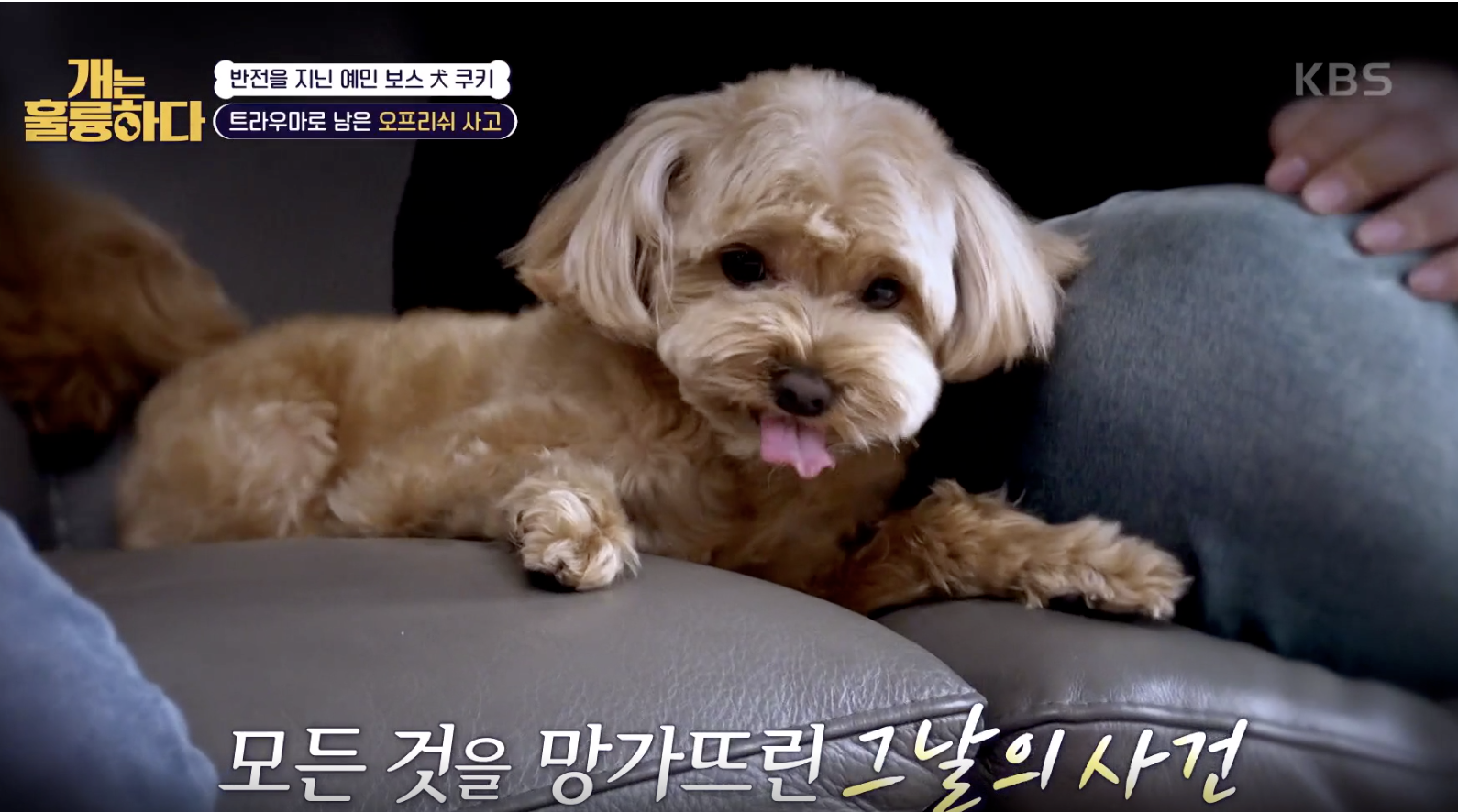 개는 훌륭하다 캡처