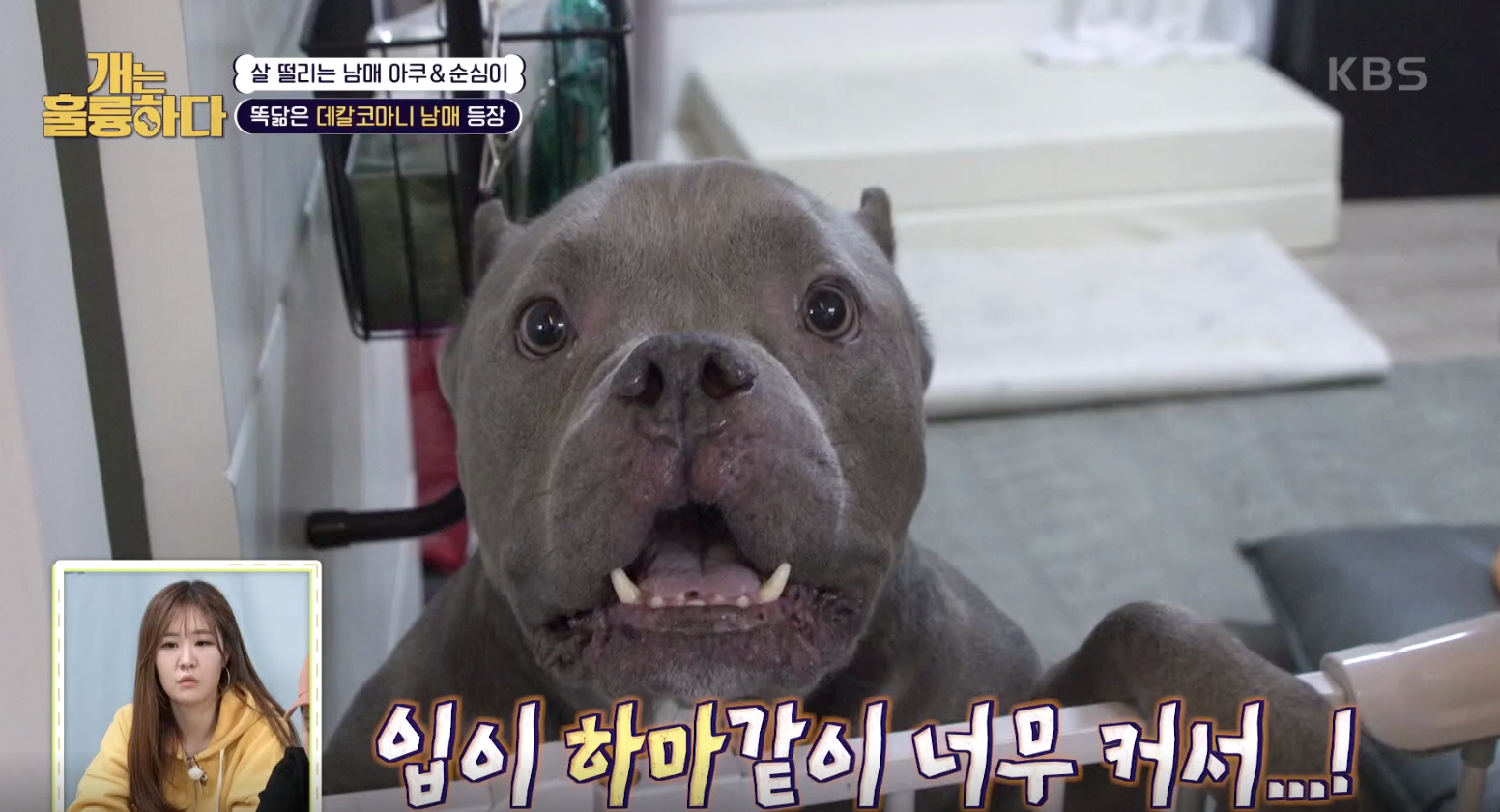 개는 훌륭하다 캡처