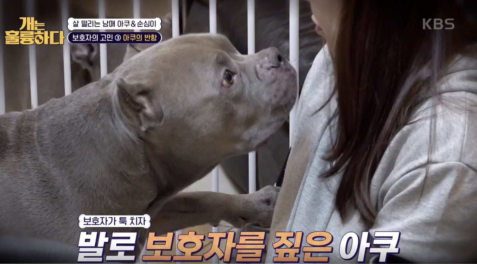 개는 훌륭하다 캡처