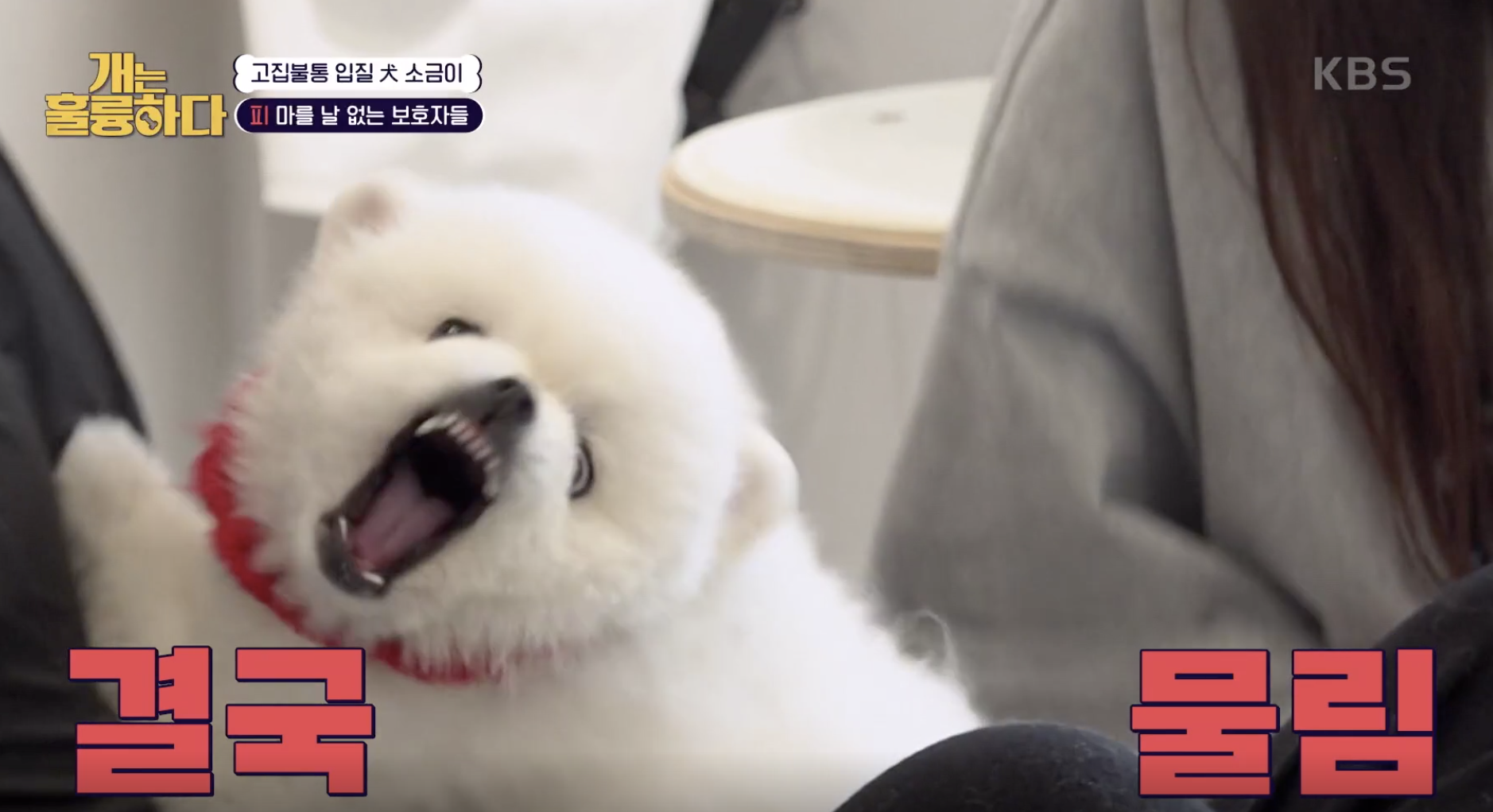 개는 훌륭하다 캡처