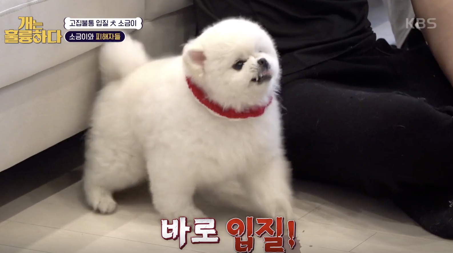 개는 훌륭하다 캡처