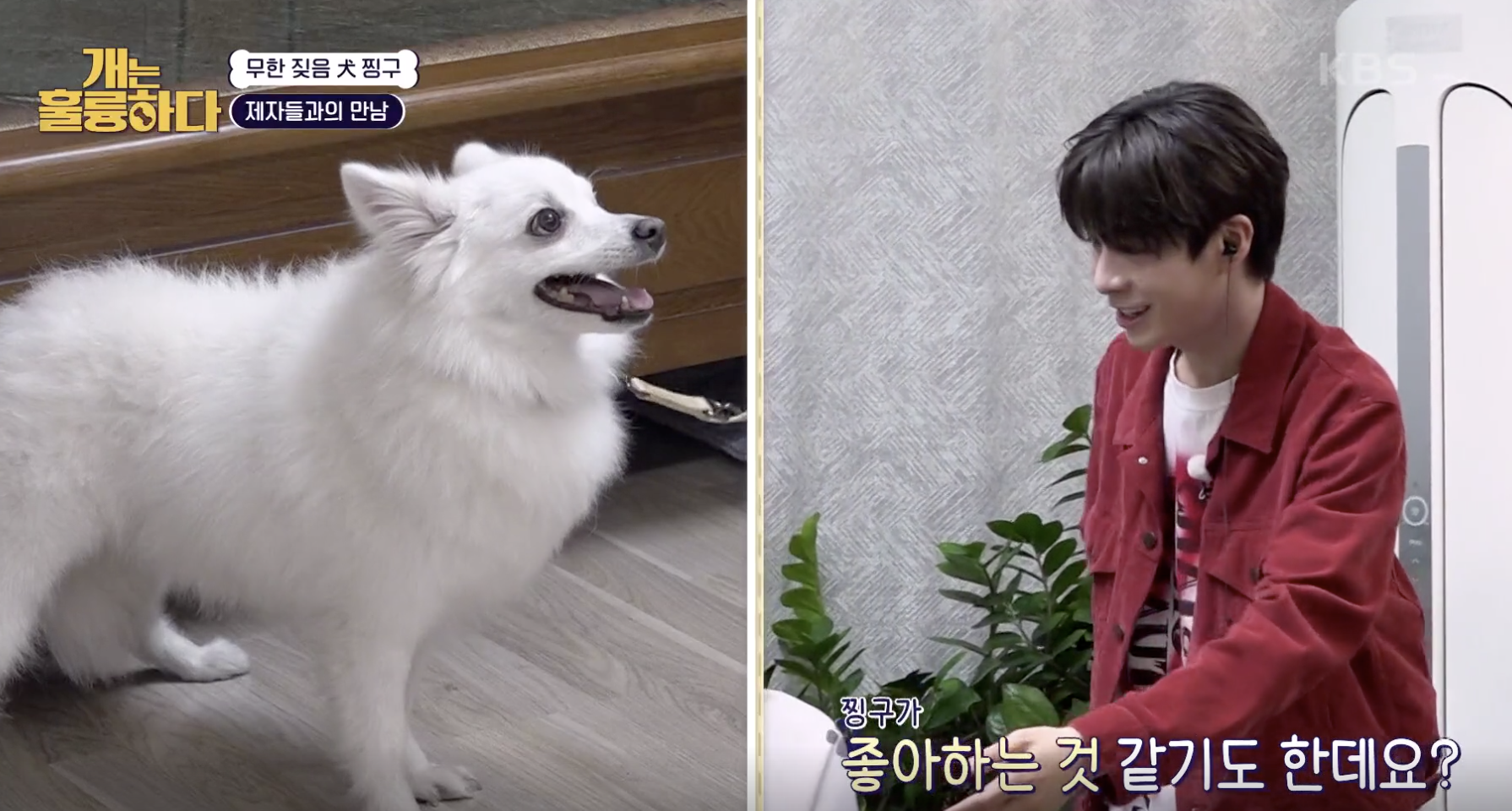 개는 훌륭하다 캡처