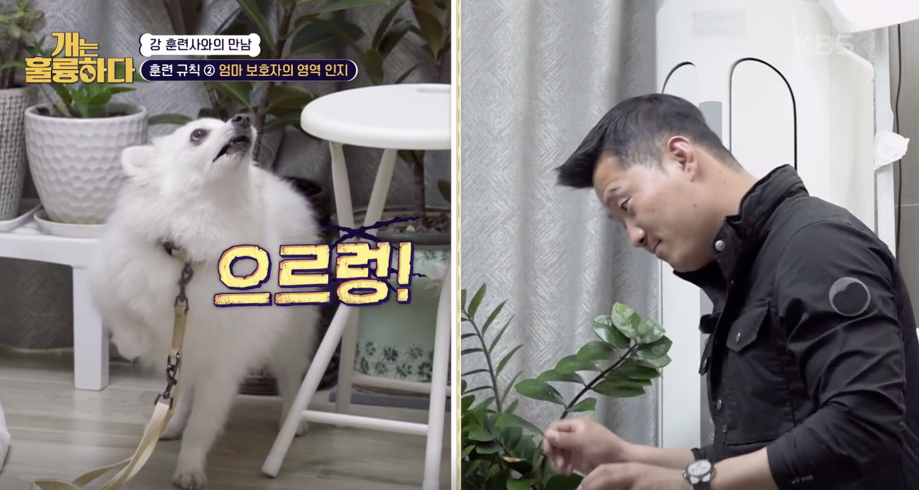 개는 훌륭하다 캡처