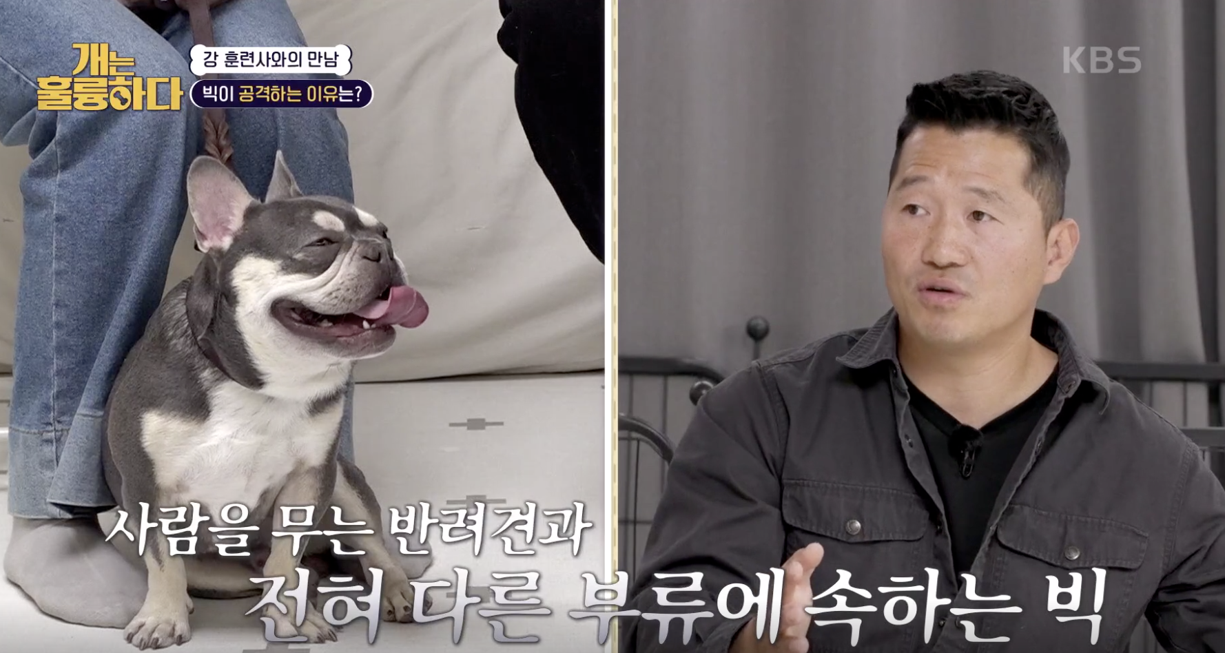 개는 훌륭하다 캡처