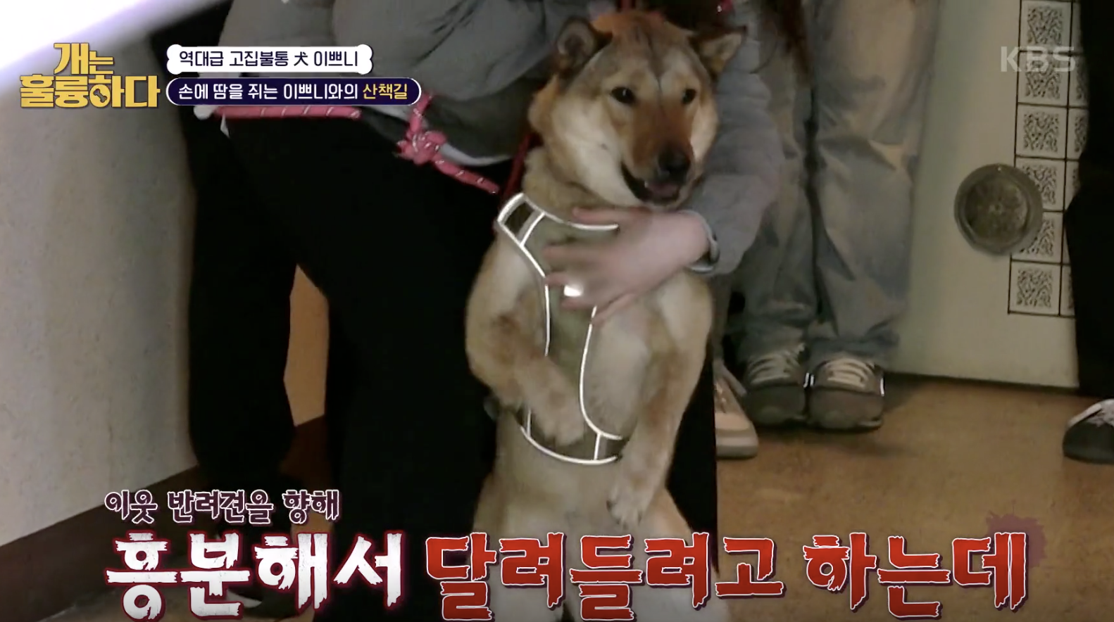 개는 훌륭하다 캡처