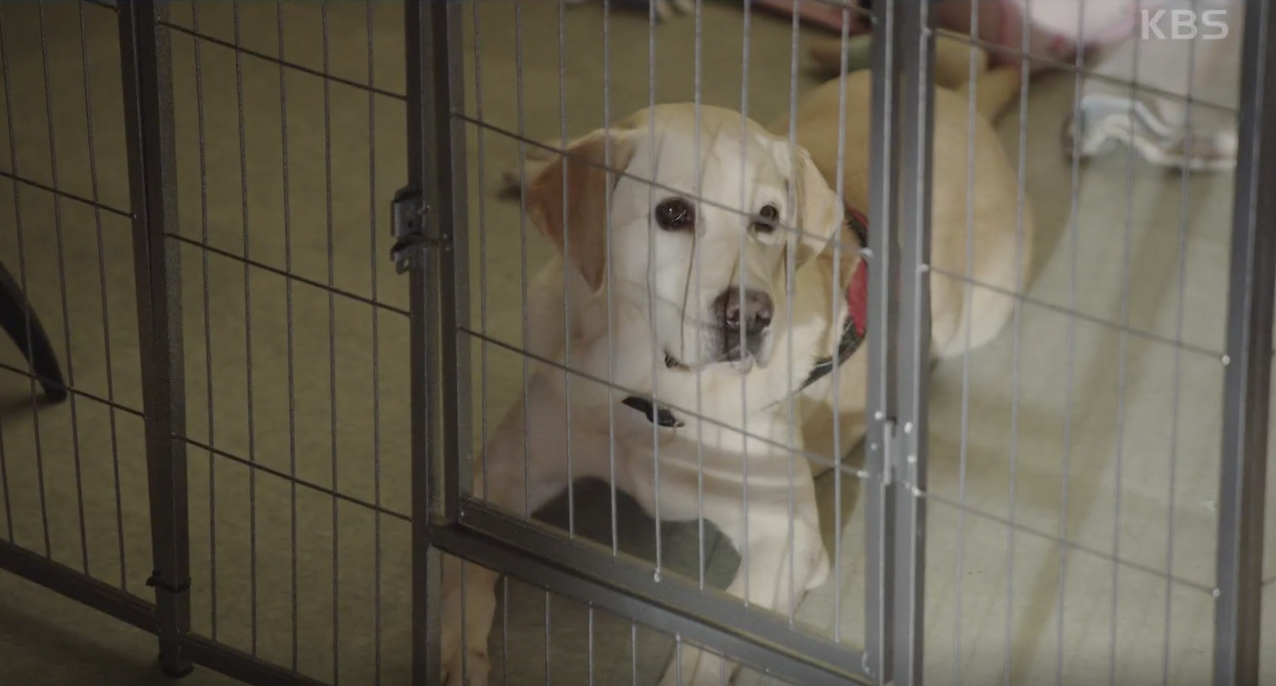 드라마 개소리 캡처