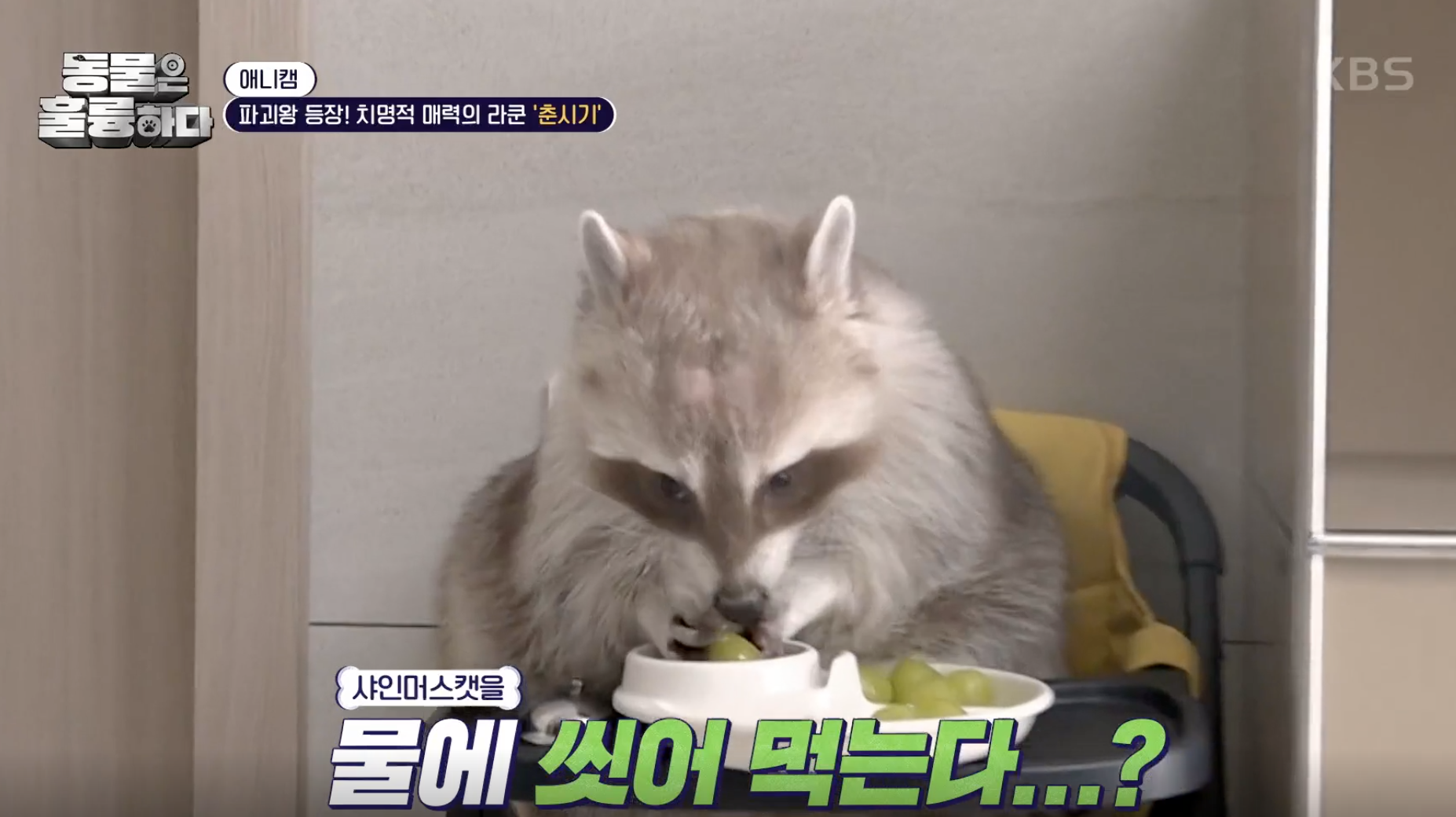 동물은 훌륭하다 캡처