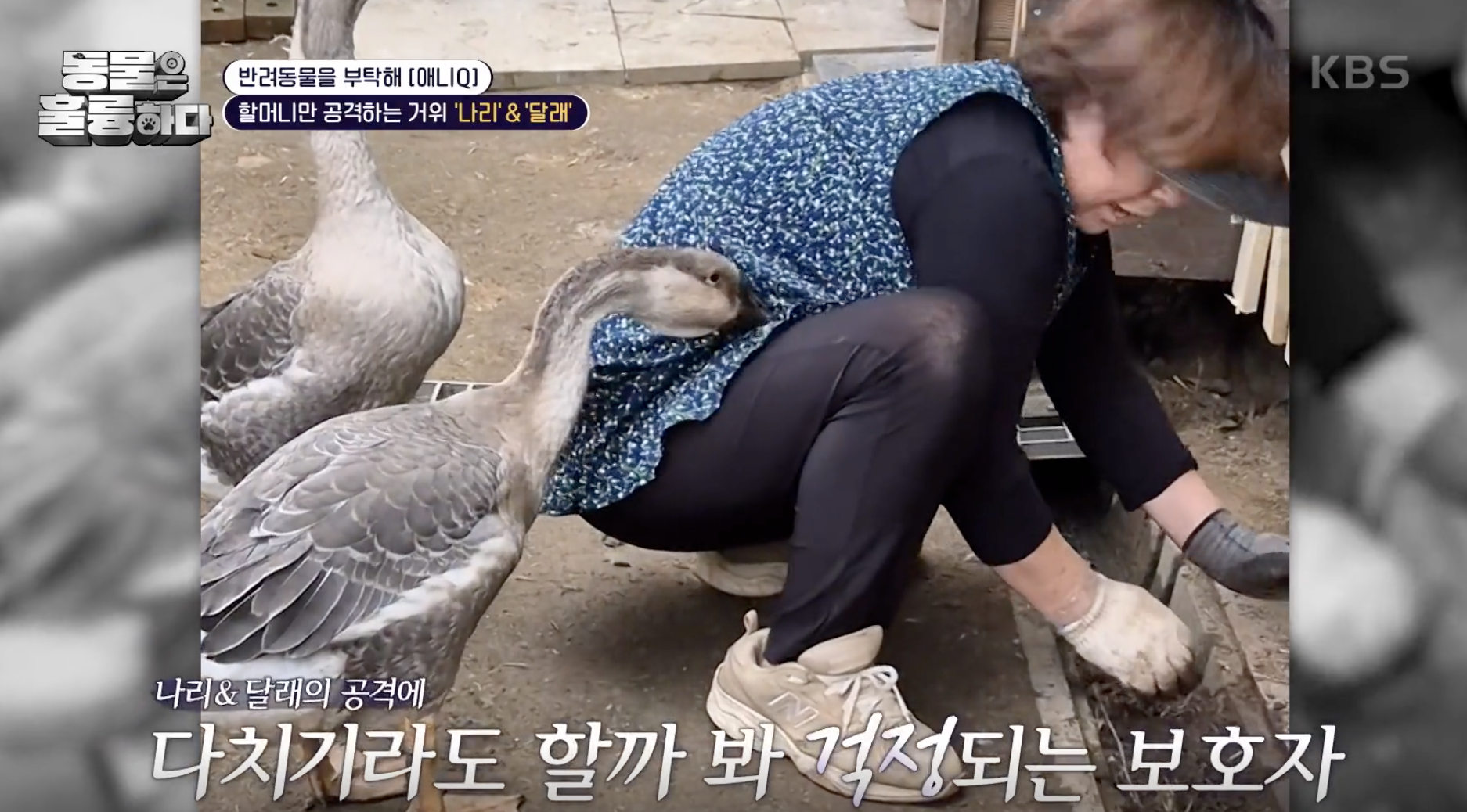 동물은 훌륭하다 캡처