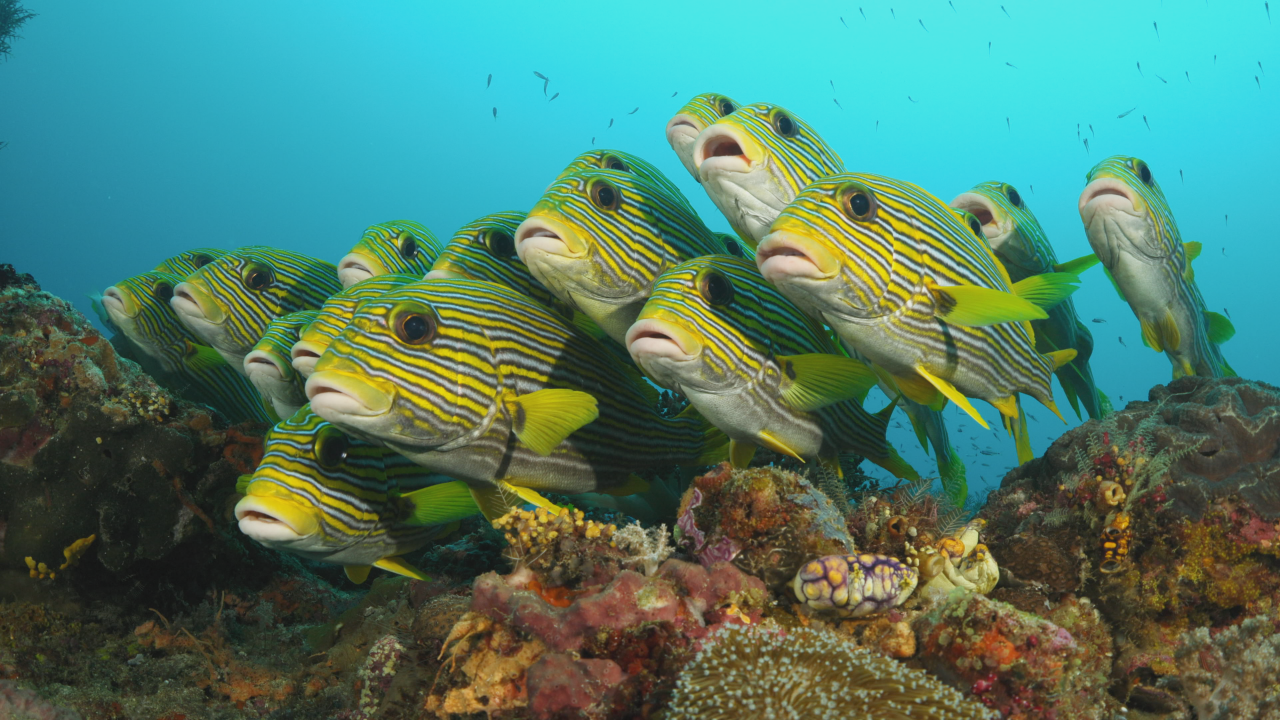 다큐프라임 – 태평양 3부작