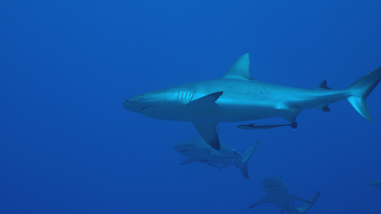 다큐프라임 – 태평양 3부작