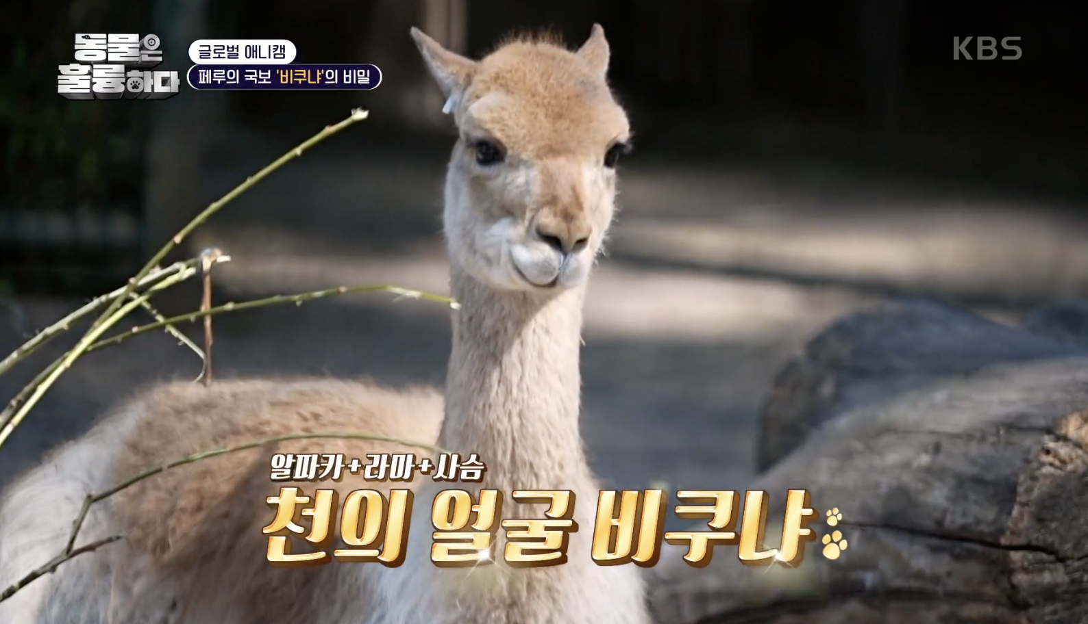 동물은 훌륭하다 캡처