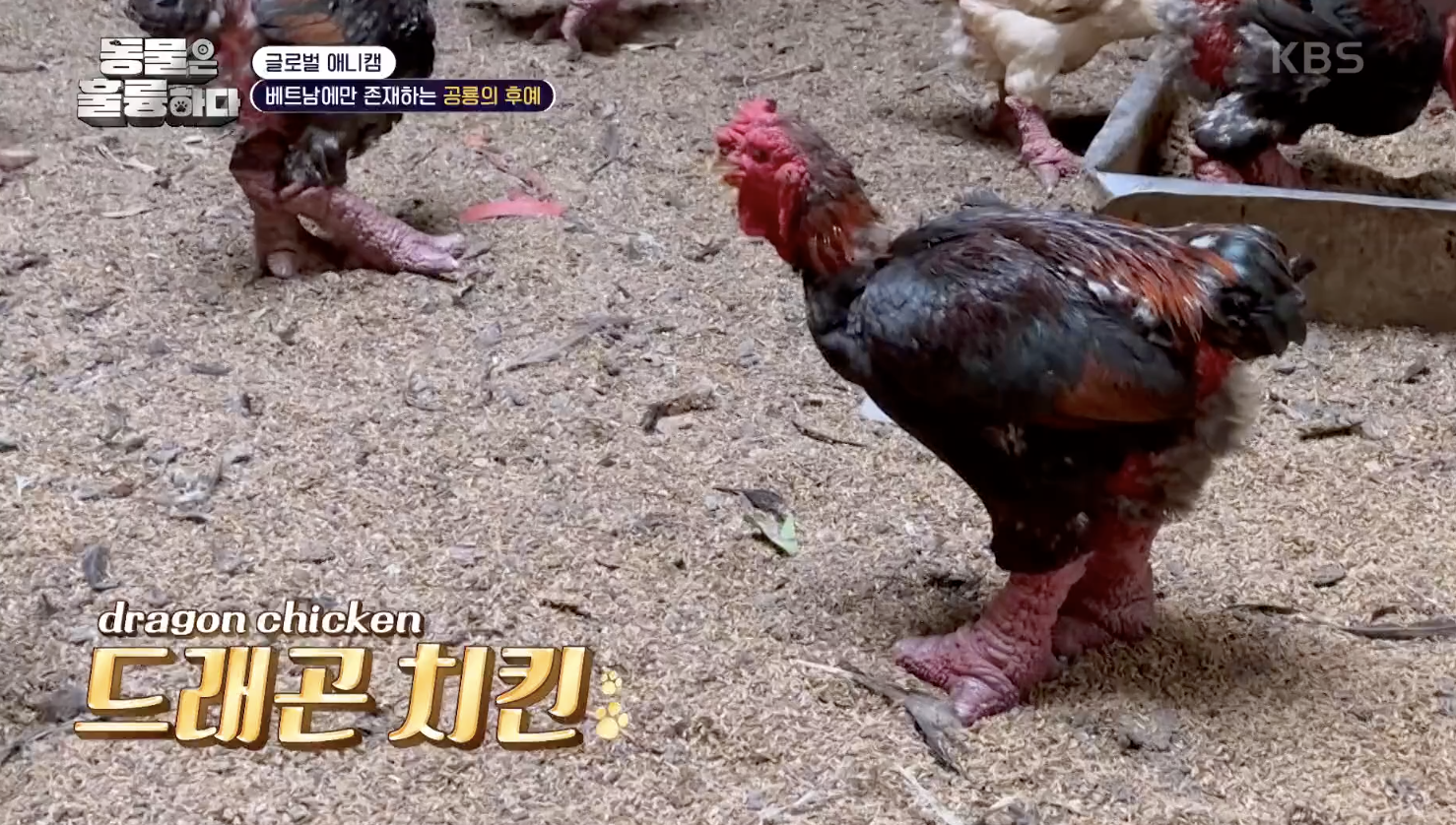 동물은 훌륭하다 캡처