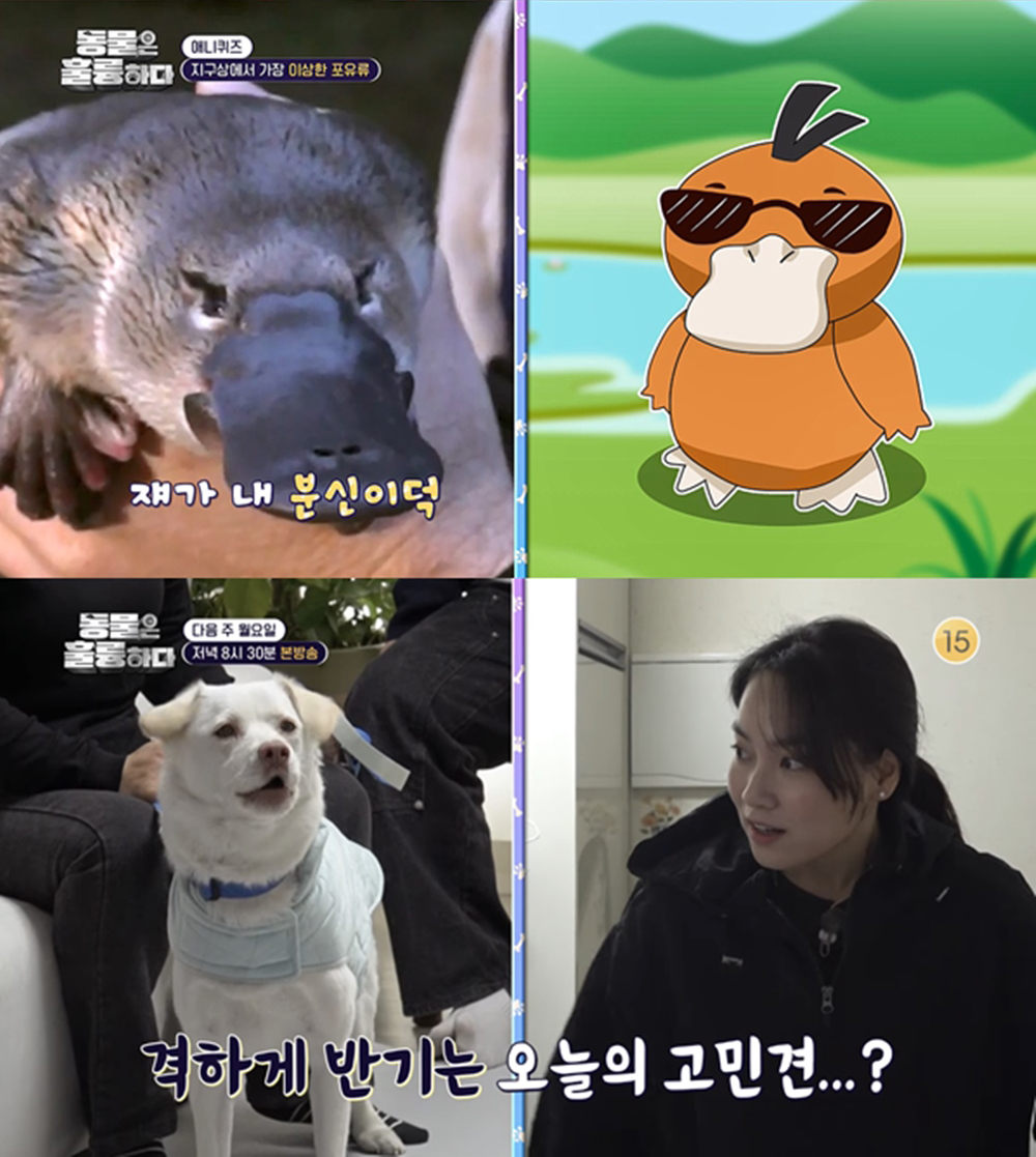 동물은 훌륭하다