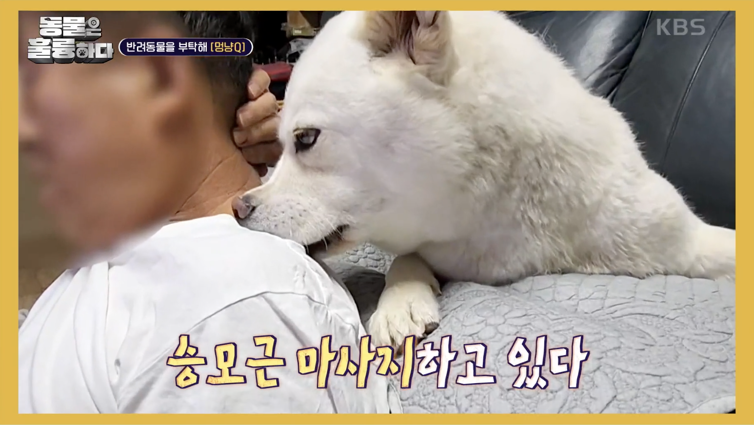 동물은 훌륭하다 캡처