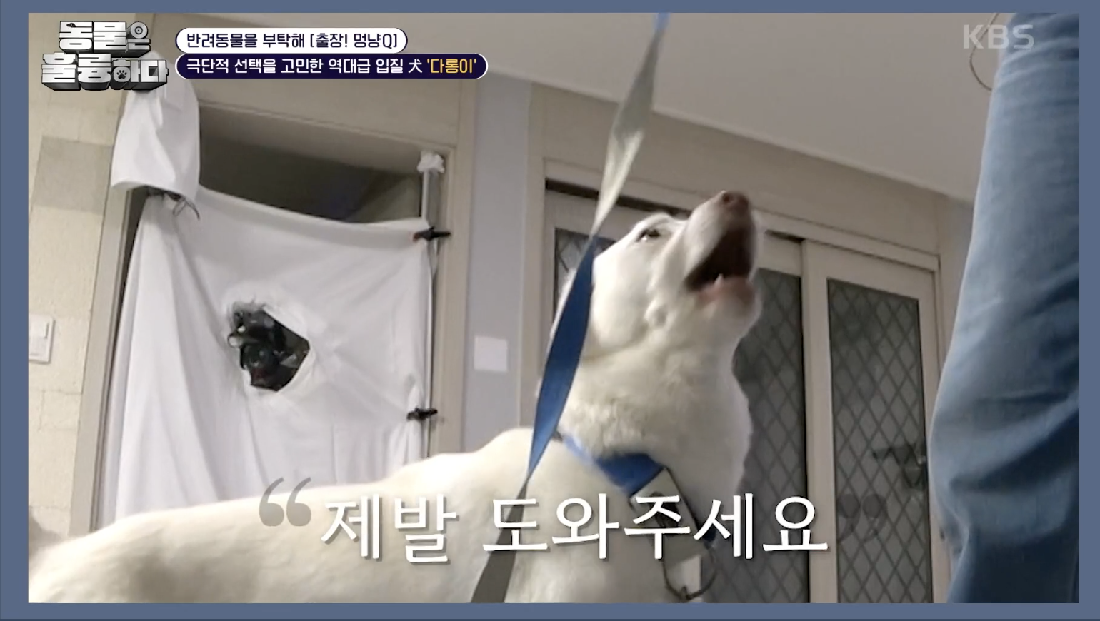 동물은 훌륭하다 캡처