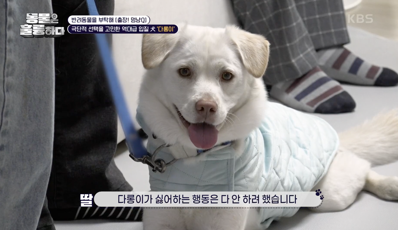 동물은 훌륭하다 캡처