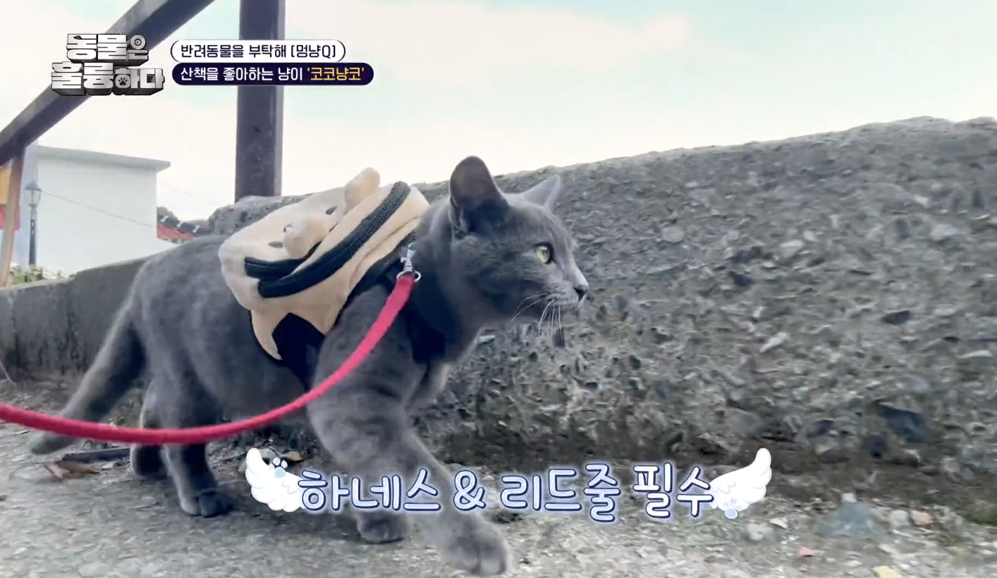 동물은 훌륭하다 캡처