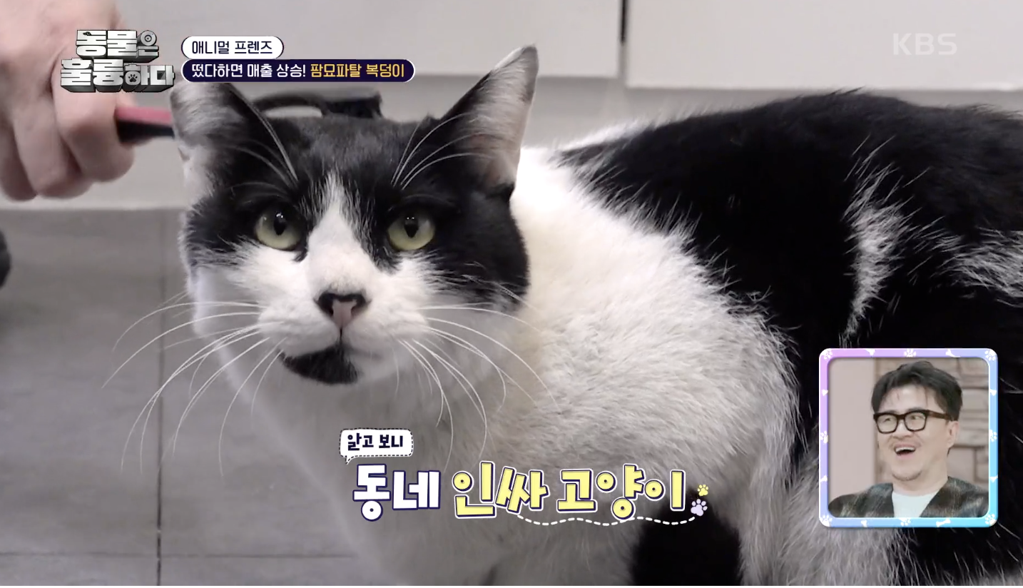 동물은 훌륭하다 캡처