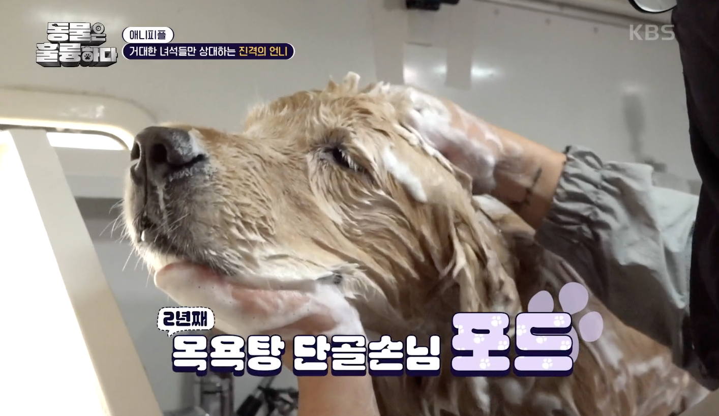 동물은 훌륭하다 캡처