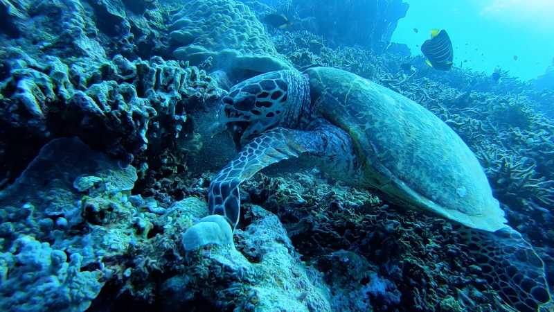 걸어서 세계속으로