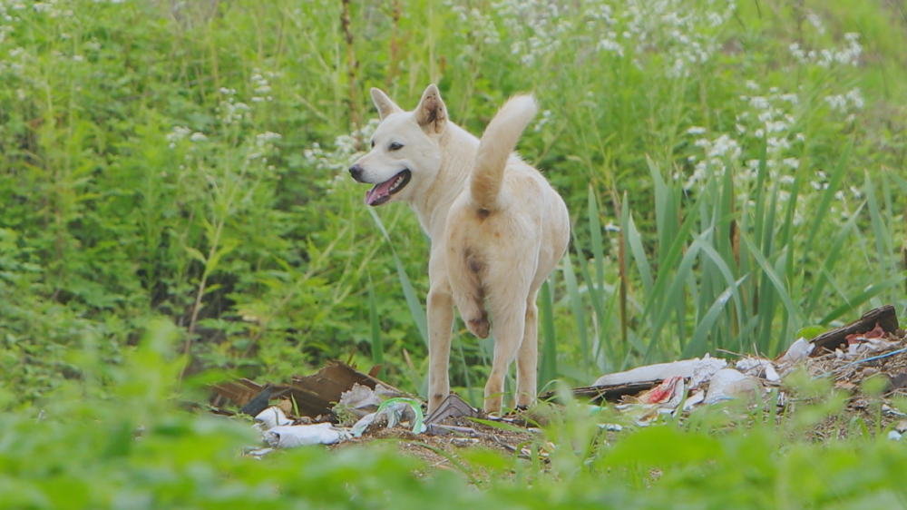 EBS 세상에 나쁜 개는 없다