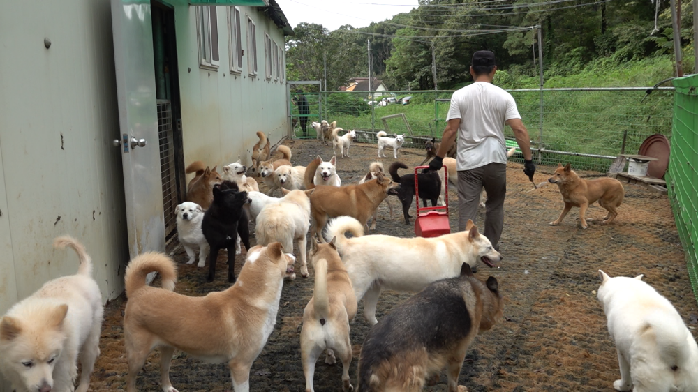  세상에 나쁜 개는 없다