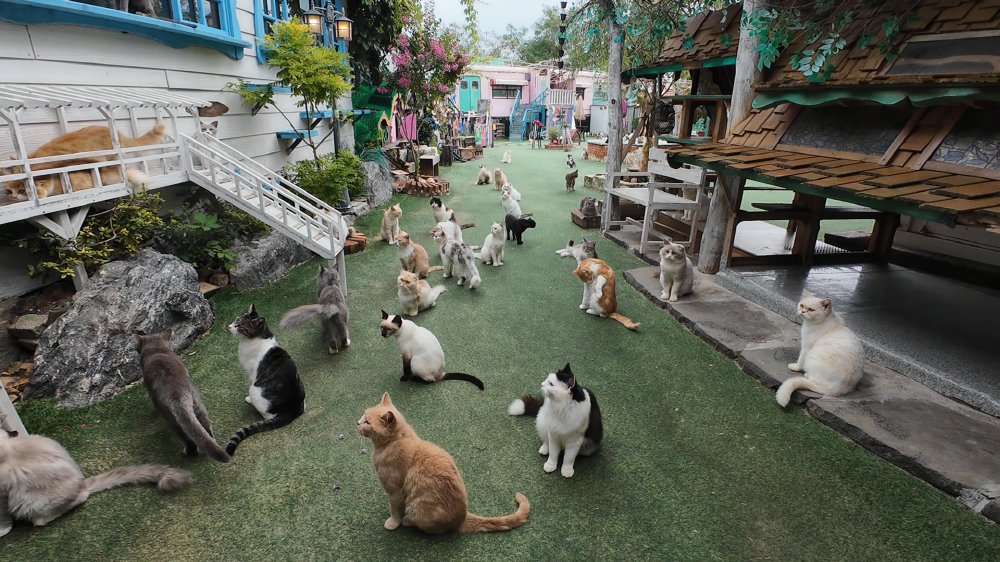 EBS <고양이를 부탁해>