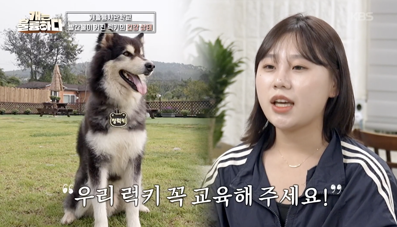 개는 훌륭하다 캡처