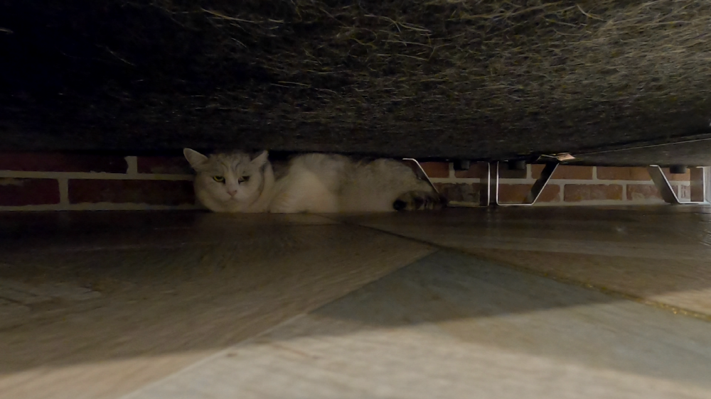 EBS 고양이를 부탁해