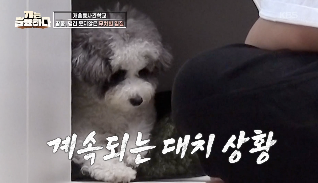 개는 훌륭하다 캡처