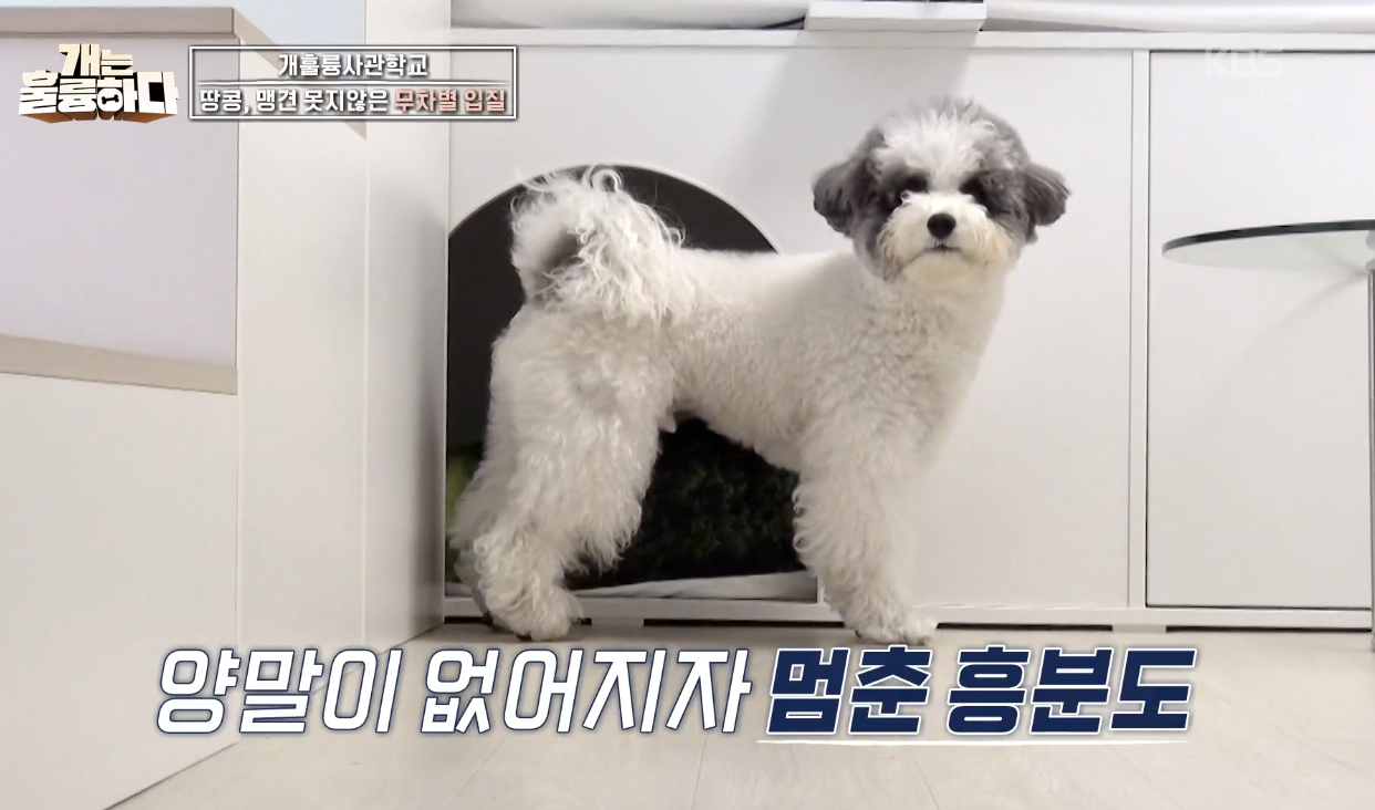 개는 훌륭하다 캡처