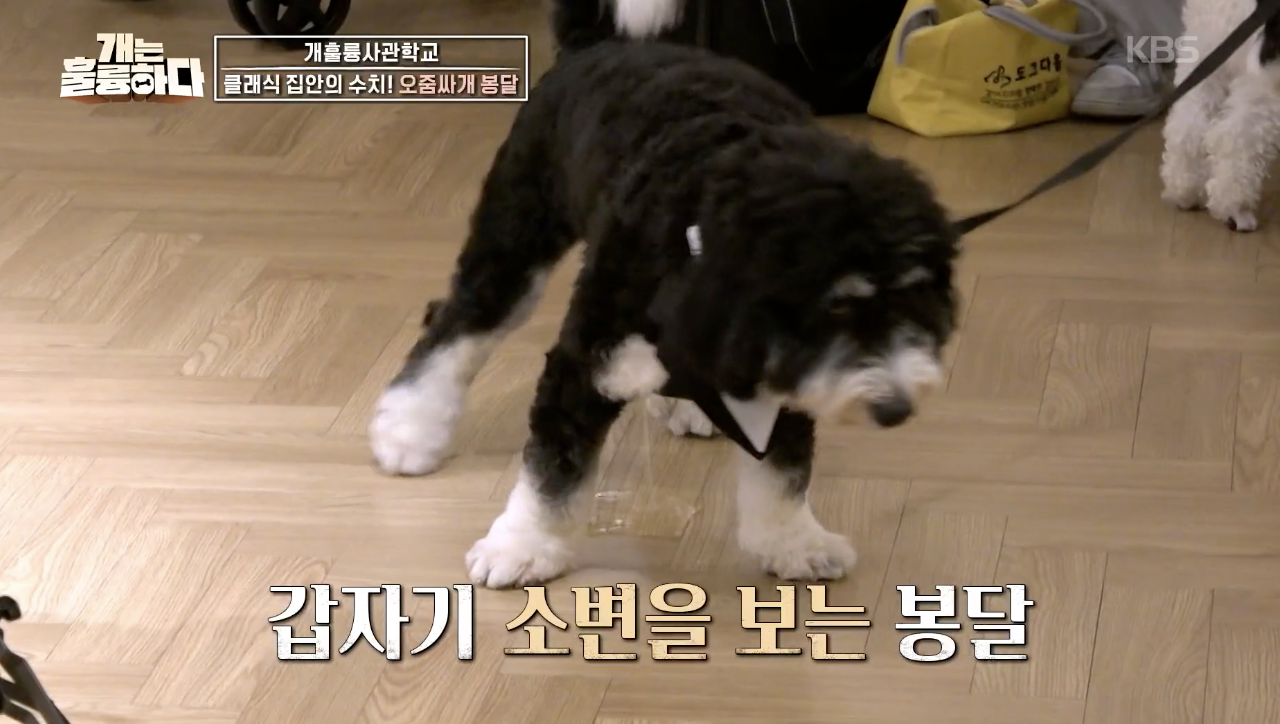 개는 훌륭하다 캡처