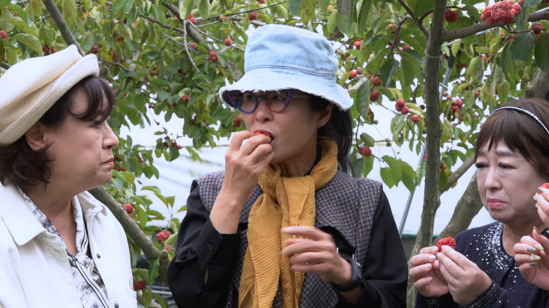 박원숙의 같이 삽시다