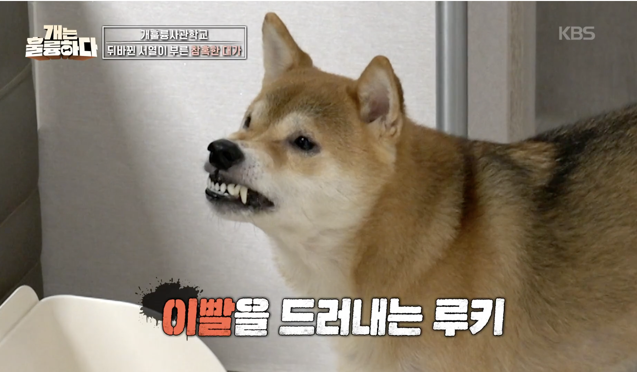 개는 훌륭하다 캡처