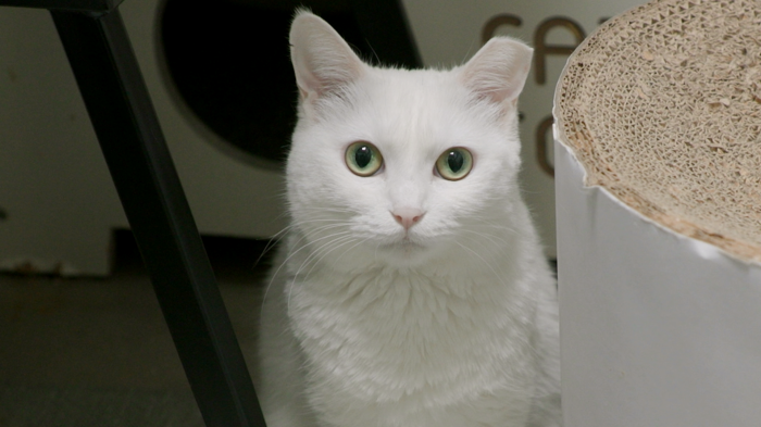 '고양이를 부탁해'