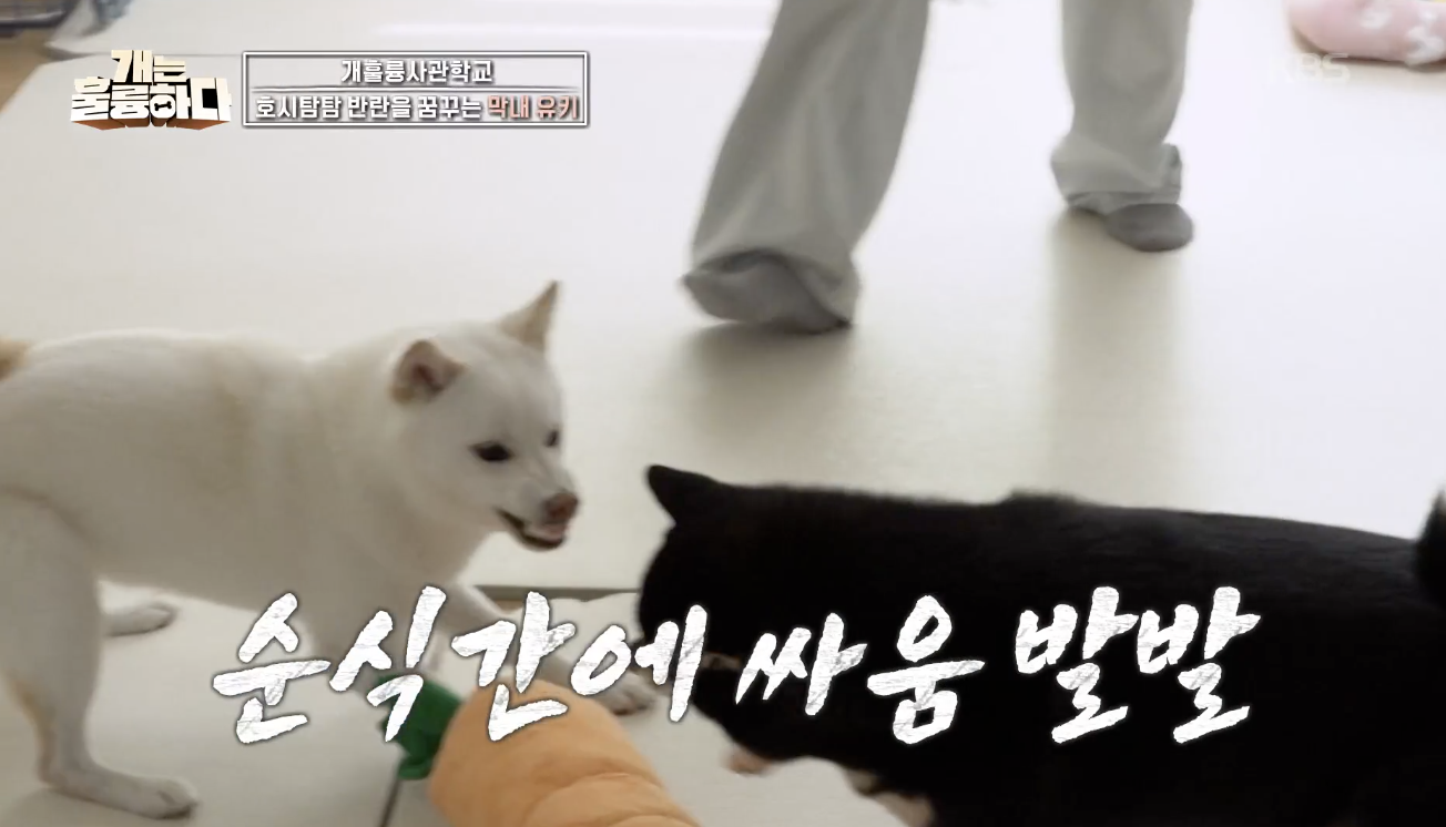 개는 훌륭하다 캡처