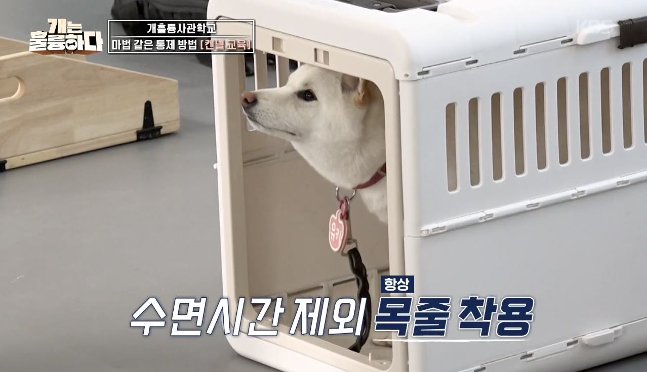 개는 훌륭하다 캡처