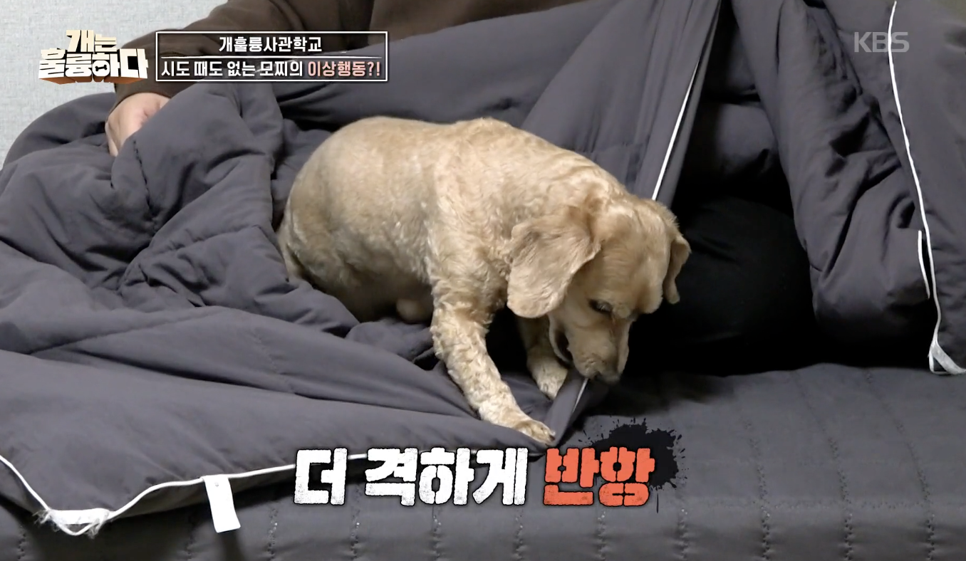 개는 훌륭하다 캡처