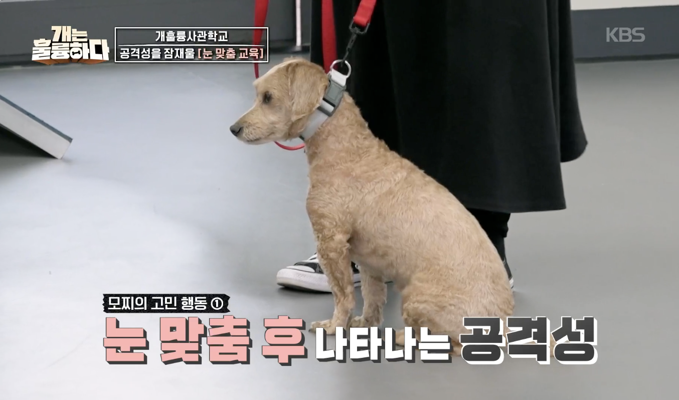 개는 훌륭하다 캡처