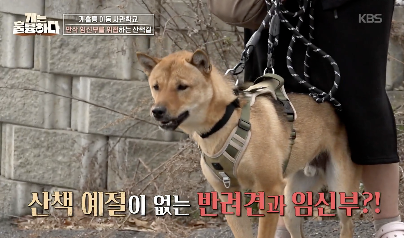 개는 훌륭하다 캡처