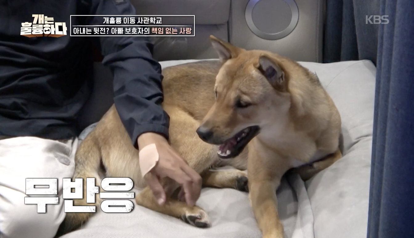 개는 훌륭하다 캡처