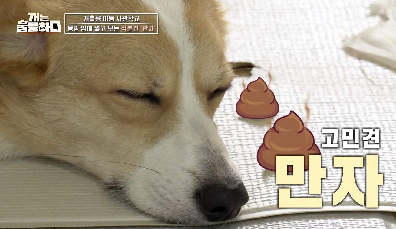 개는 훌륭하다 캡처