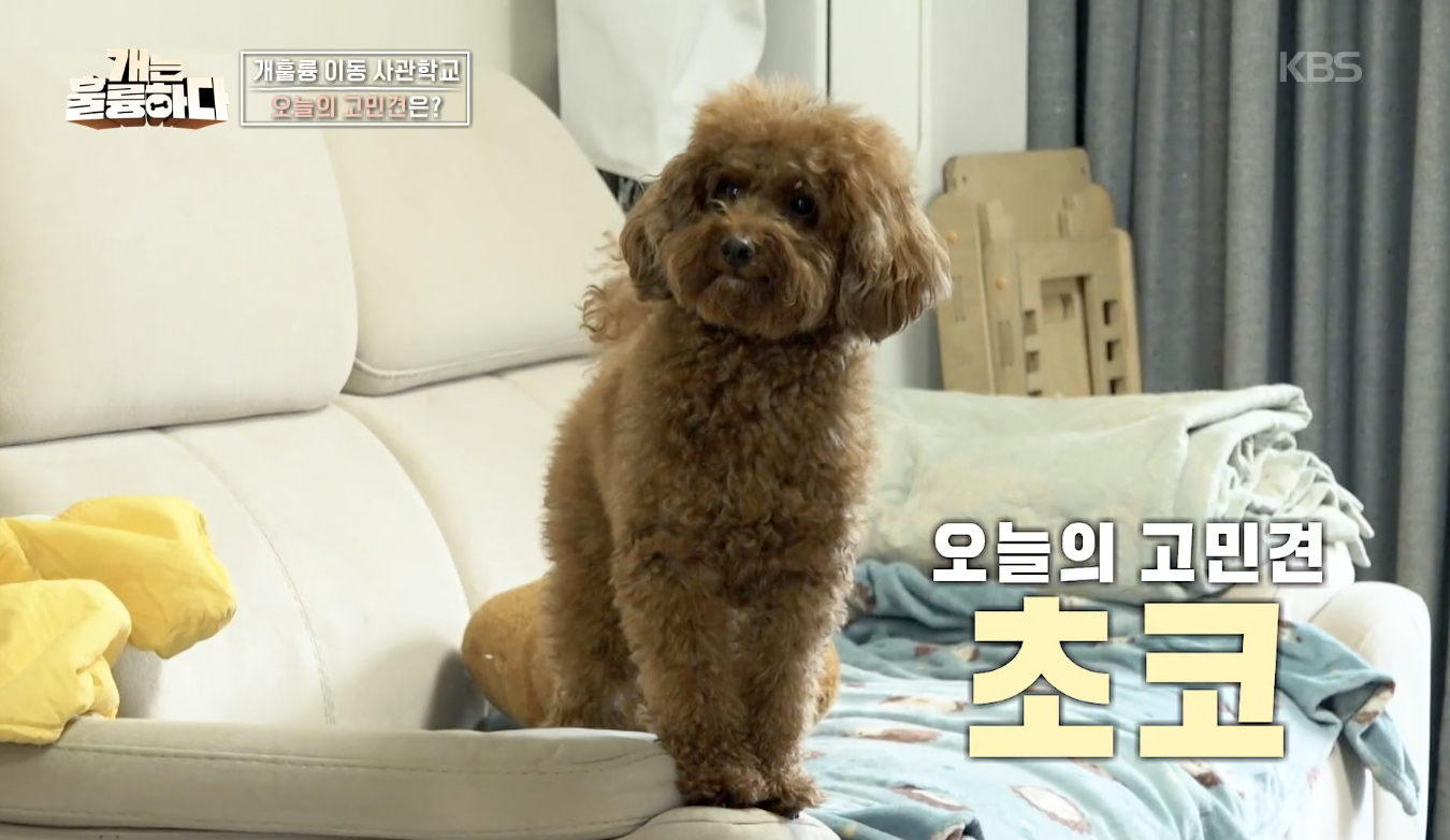 개는 훌륭하다 캡처