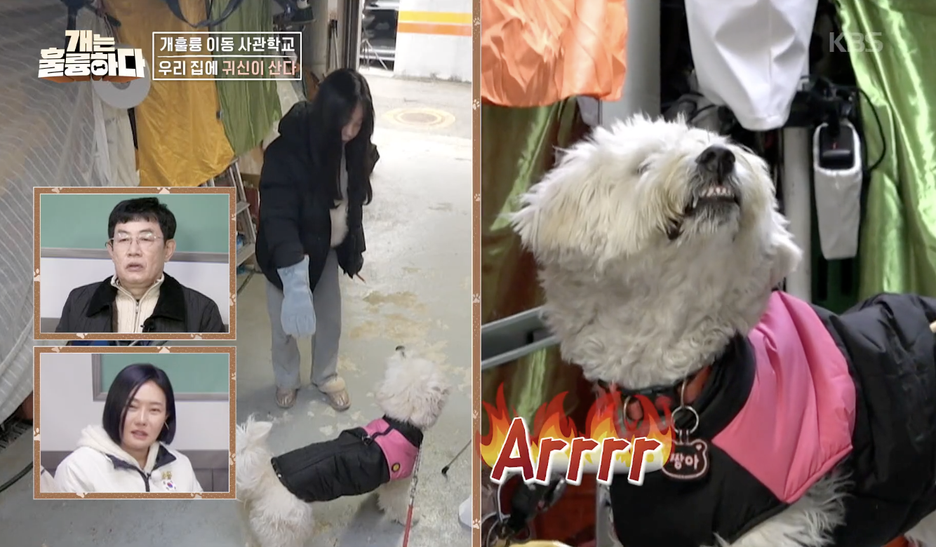 개는 훌륭하다 캡처