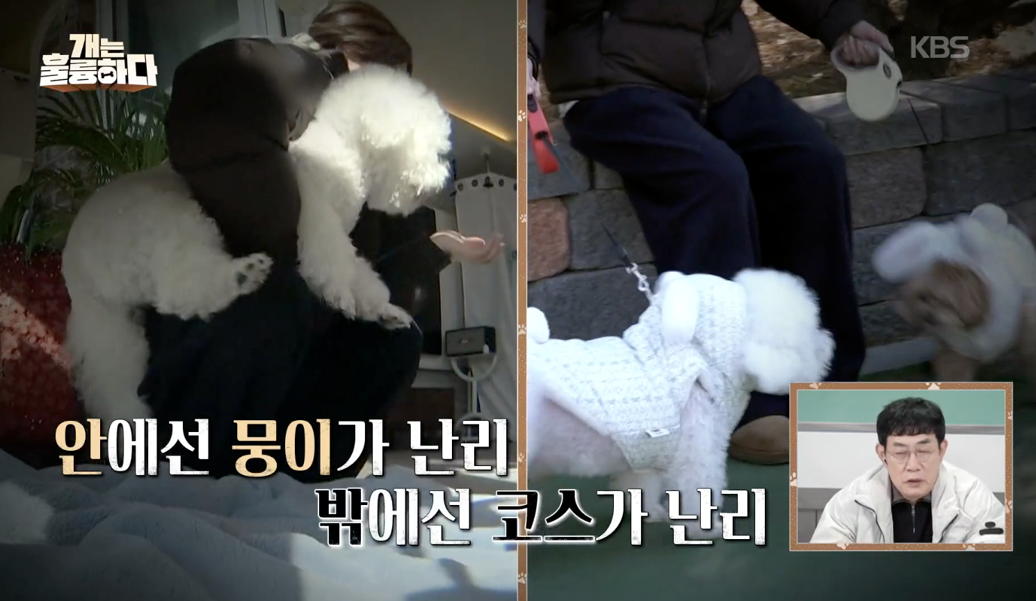 개는 훌륭하다 캡처