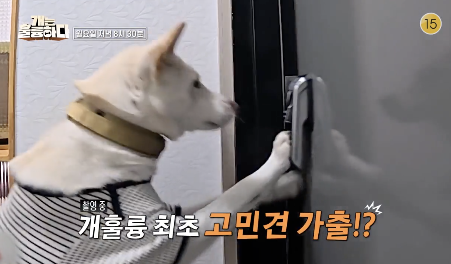 개는 훌륭하다 캡처