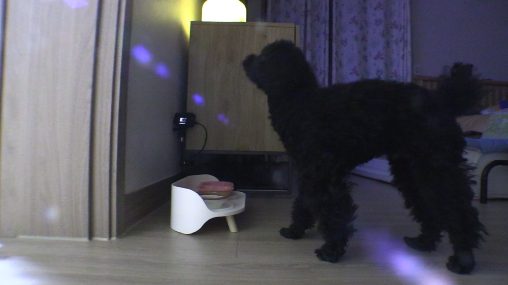 세상에 나쁜 개는 없다