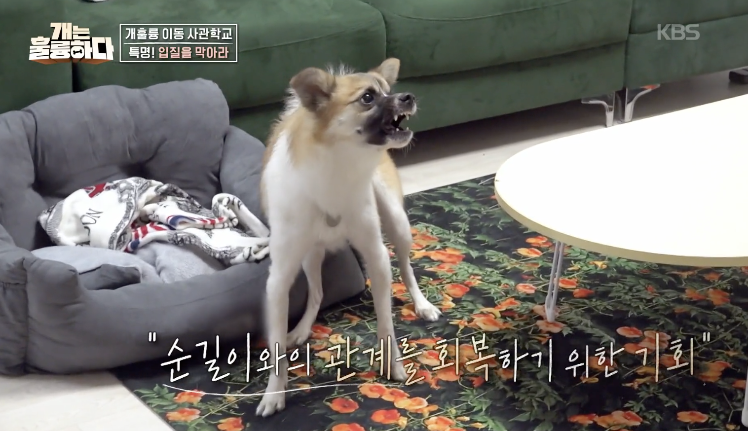 개는 훌륭하다 캡처