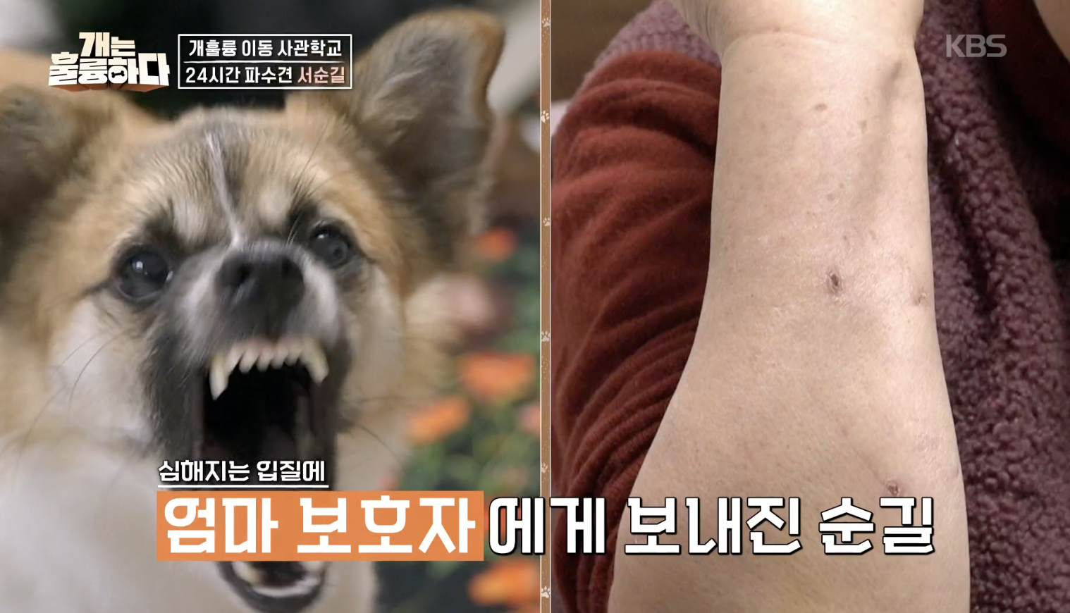 개는 훌륭하다 캡처