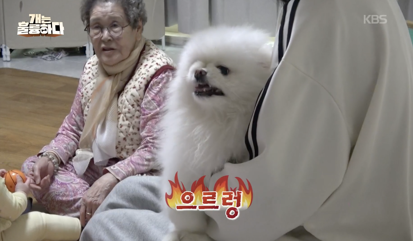 개는 훌륭하다 캡처